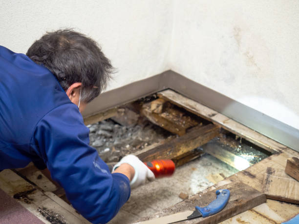 Best Localized Mold Remediation (e.g., coastal areas, humid climates) in Agoura Hills, CA