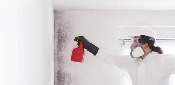 Best Industrial Mold Remediation in Agoura Hills, CA